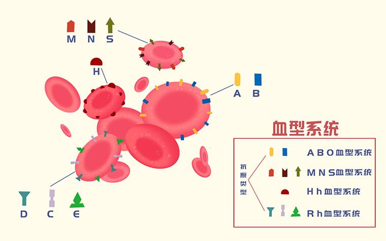 惊！保山发现罕见类孟买血型，O细胞凝集引发血型鉴定大挑战  第5张