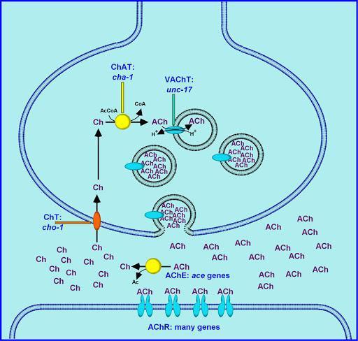 细胞信号传递的关键：DDR1自磷酸化揭秘