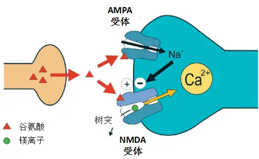 细胞信号传递的关键：DDR1自磷酸化揭秘  第2张
