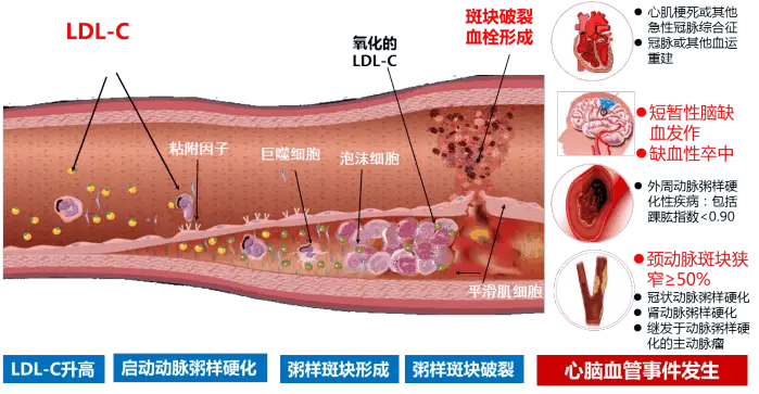 了解 ddr 细胞卫士：维护细胞安全的重要机制