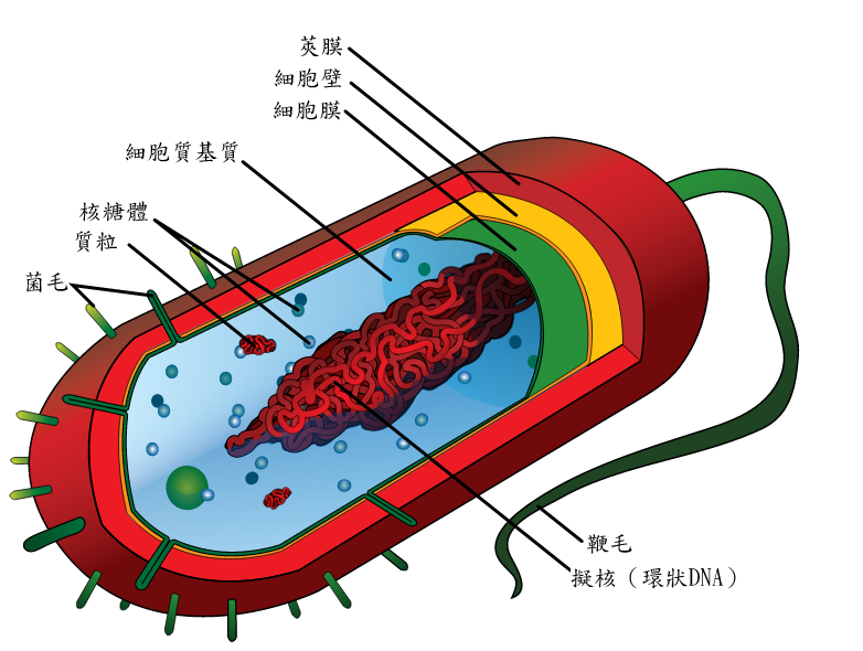 了解 ddr 细胞卫士：维护细胞安全的重要机制  第4张