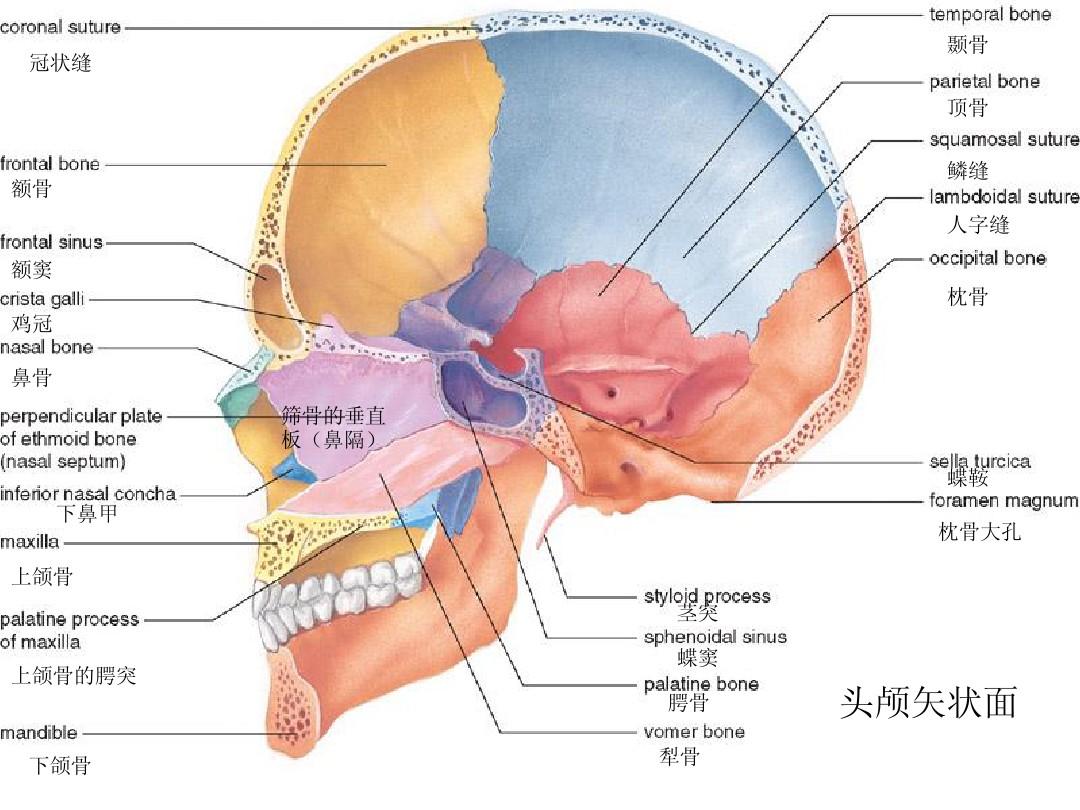 直接数字平板 X 射线成像技术（DDR）检查：骨骼系统医学诊断的得力助手  第6张