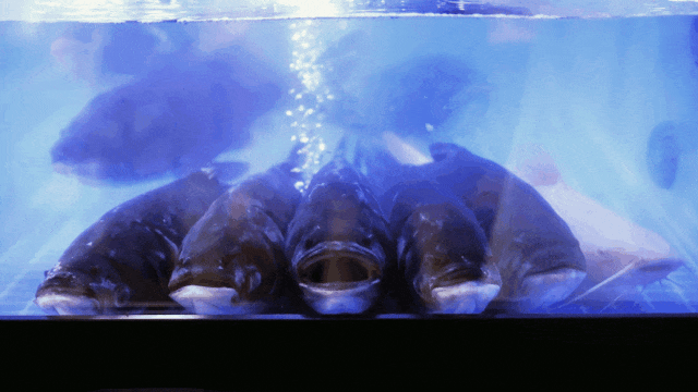 安卓系统助力火锅鱼，智能化体验带来传统美食新变革  第6张