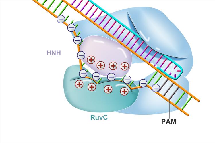 世界顶级癌症科学家孙少聪突然回国，背后原因竟是  第10张