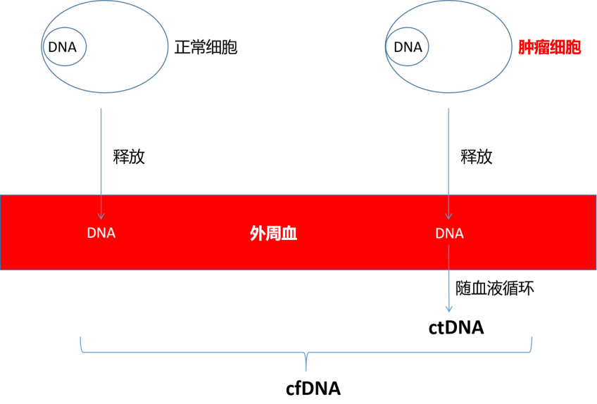 DDR基因：守护遗传稳定，防止细胞变异  第6张