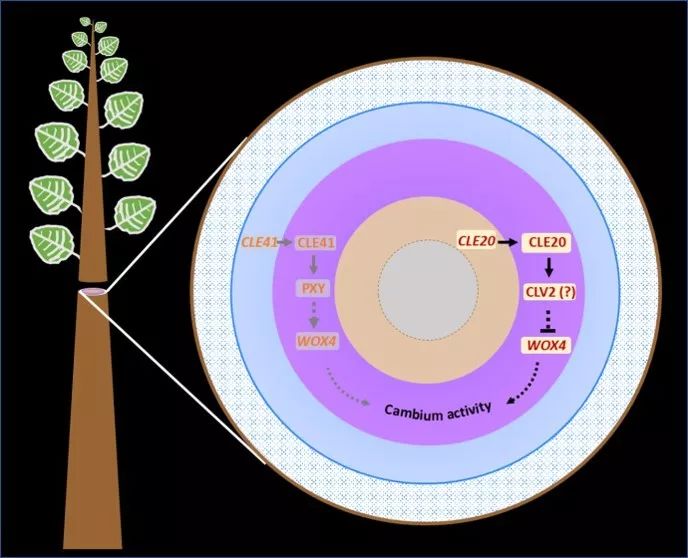 5G网络：超高速时代即将来临  第4张