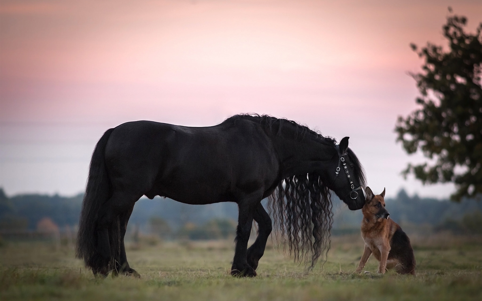 牧羊犬ddr：5招教你成为顶尖牧羊犬  第2张