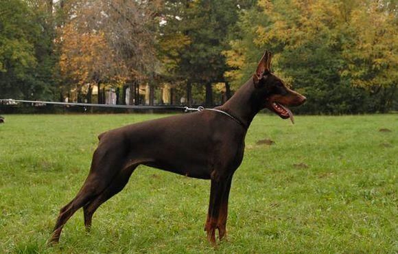 东德DDR犬：勇敢贞洁，无畏无私，为人类保驾护航  第2张