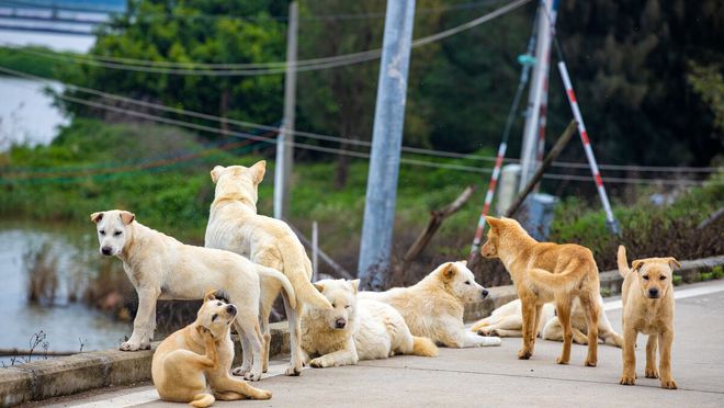 东德DDR犬：勇敢贞洁，无畏无私，为人类保驾护航  第4张