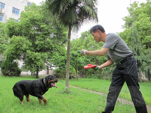 东德DDR犬：勇敢贞洁，无畏无私，为人类保驾护航  第5张