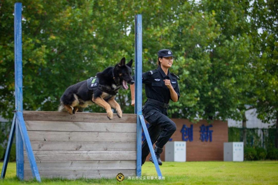 ddr牧羊犬 震撼！遇见DDR特殊牧羊犬，体验智慧与默契的惊艳之旅  第4张