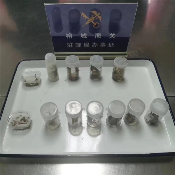 亚洲最大蜈蚣被截获，你还敢养这些毒物吗？  第3张