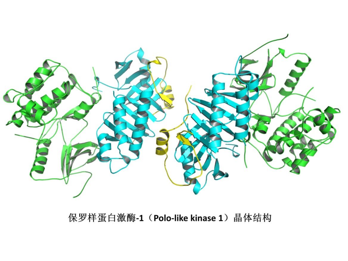 DDR1临床用药：探秘关键性蛋白质激酶在疾病中的重要角色  第3张