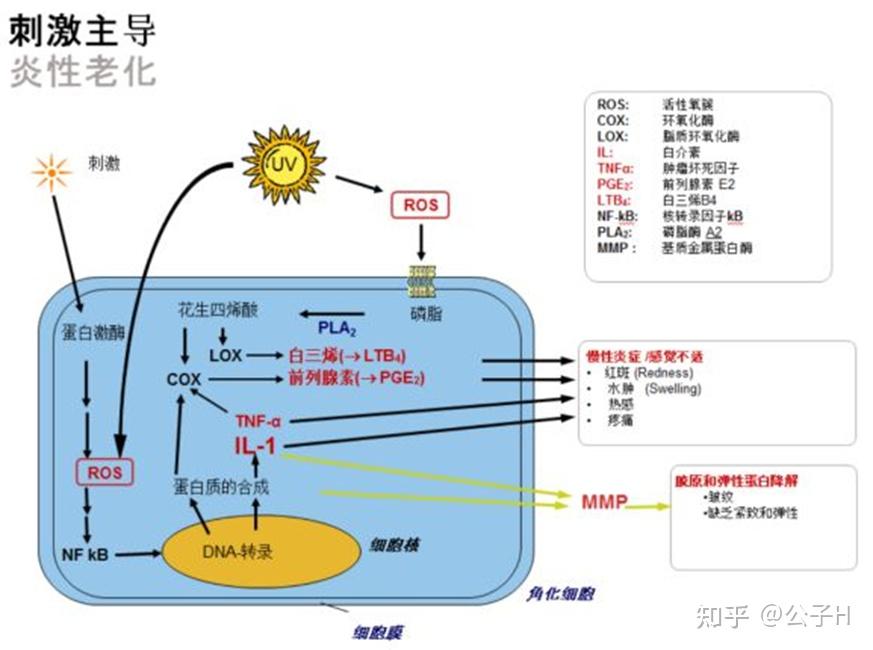 DDR1临床用药：探秘关键性蛋白质激酶在疾病中的重要角色  第8张