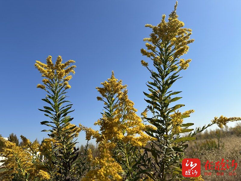 又双叒叕围剿！加拿大一枝黄花，比蟑螂还难灭的植物杀手  第9张