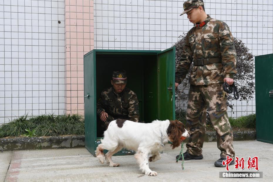 搜救犬DRD：探秘英雄背后的坚韧与担当  第4张