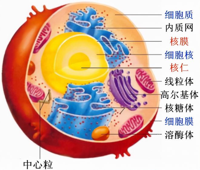 探秘DDR1受体：细胞通讯大揭秘  第2张