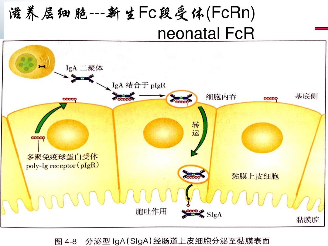 探秘DDR1受体：细胞通讯大揭秘  第4张