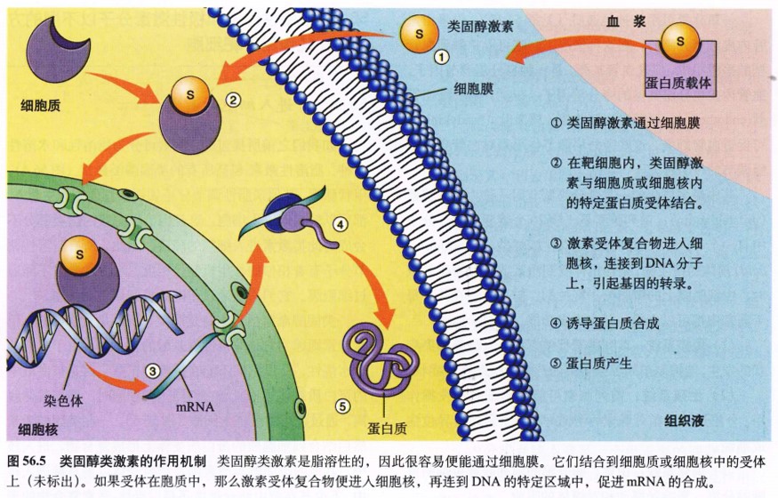 探秘DDR1受体：细胞通讯大揭秘  第6张