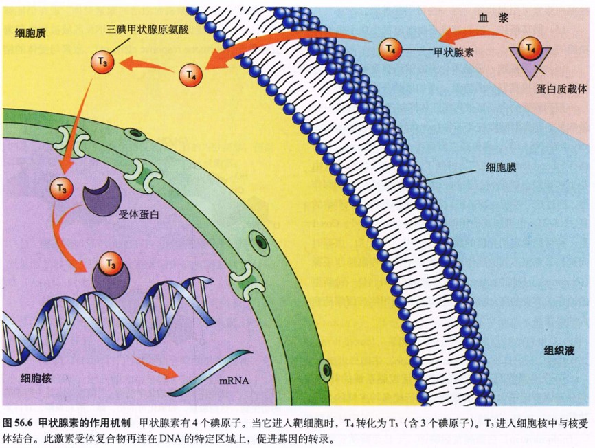 探秘DDR1受体：细胞通讯大揭秘  第8张