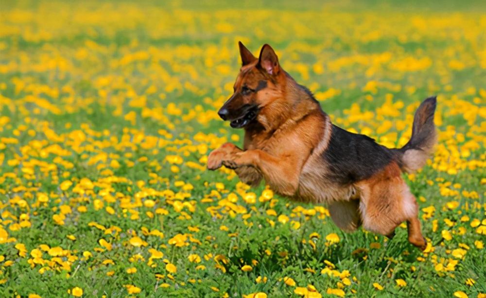 DDR 东德牧羊犬：繁殖挑战与魅力并存的珍稀犬种  第6张