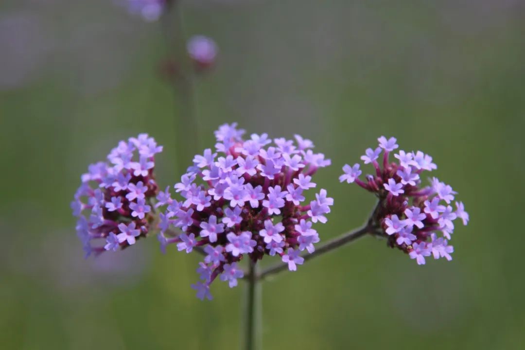 蓝牙音箱与笔记本电脑的浪漫邂逅：连接指南与期待旋律  第4张