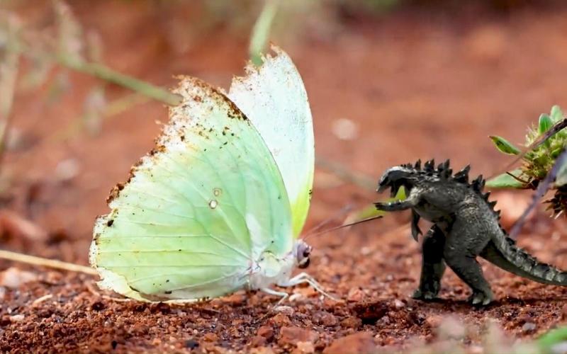 蚂蚁那么小，它们真的能看到微生物吗？答案让你大吃一惊