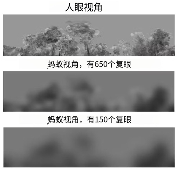 蚂蚁那么小，它们真的能看到微生物吗？答案让你大吃一惊  第11张