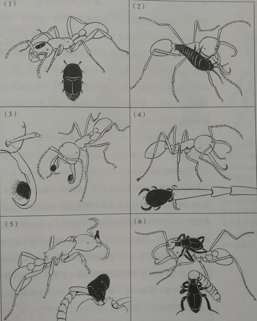 蚂蚁那么小，它们真的能看到微生物吗？答案让你大吃一惊  第4张