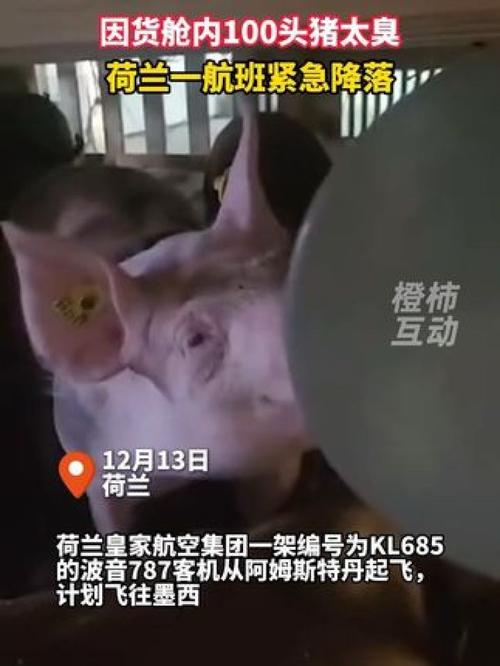 荷兰客机因猪太臭紧急迫降，乘客：气味刺鼻难忍  第2张