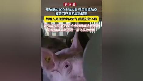 荷兰客机因猪太臭紧急迫降，乘客：气味刺鼻难忍  第7张