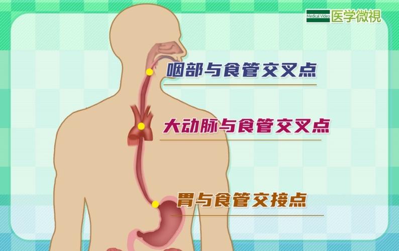 揭秘人体致命缺陷：食道与气管的致命距离，你真的了解吗？