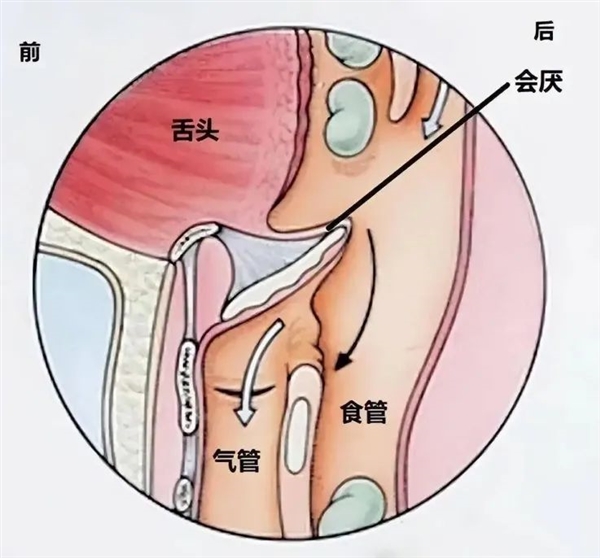 揭秘人体致命缺陷：食道与气管的致命距离，你真的了解吗？  第2张