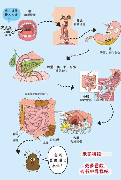 揭秘人体致命缺陷：食道与气管的致命距离，你真的了解吗？  第12张