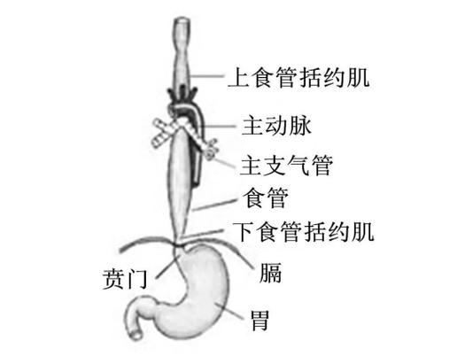 揭秘人体致命缺陷：食道与气管的致命距离，你真的了解吗？  第13张