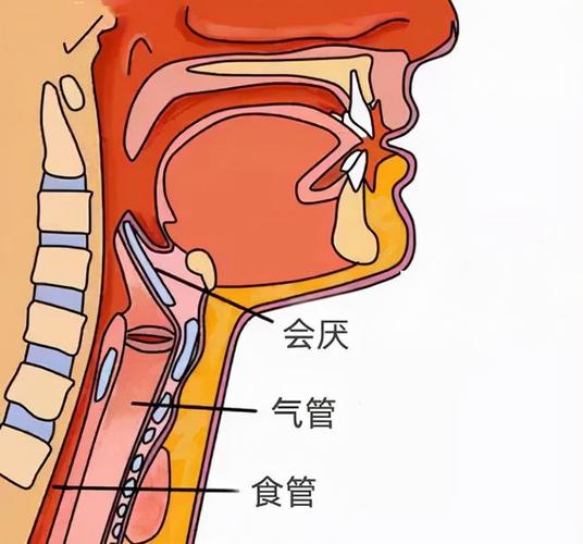 揭秘人体致命缺陷：食道与气管的致命距离，你真的了解吗？  第6张