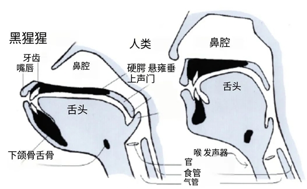 揭秘人体致命缺陷：食道与气管的致命距离，你真的了解吗？  第7张