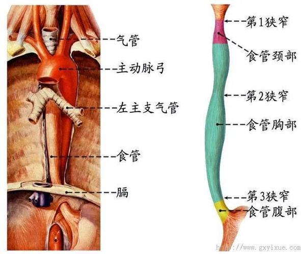 揭秘人体致命缺陷：食道与气管的致命距离，你真的了解吗？  第8张