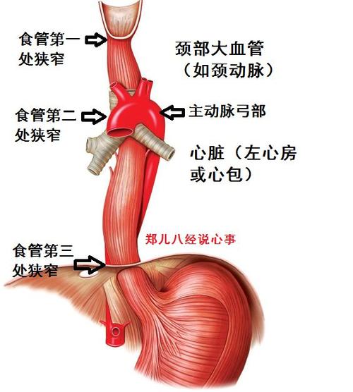 揭秘人体致命缺陷：食道与气管的致命距离，你真的了解吗？  第10张