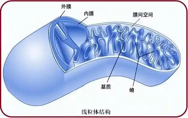 惊！1898年肯尼亚食人狮之谜，如今毛发揭示啥？  第10张