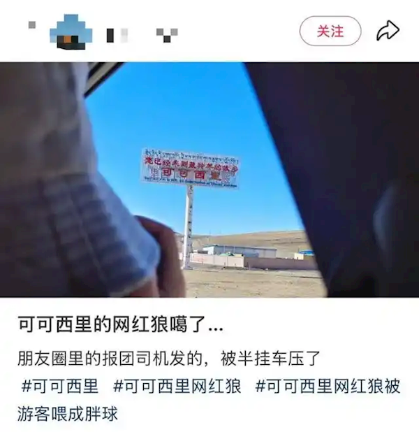 可可西里网红狼因游客投喂被半挂车压死，悲剧背后的真相令人心痛