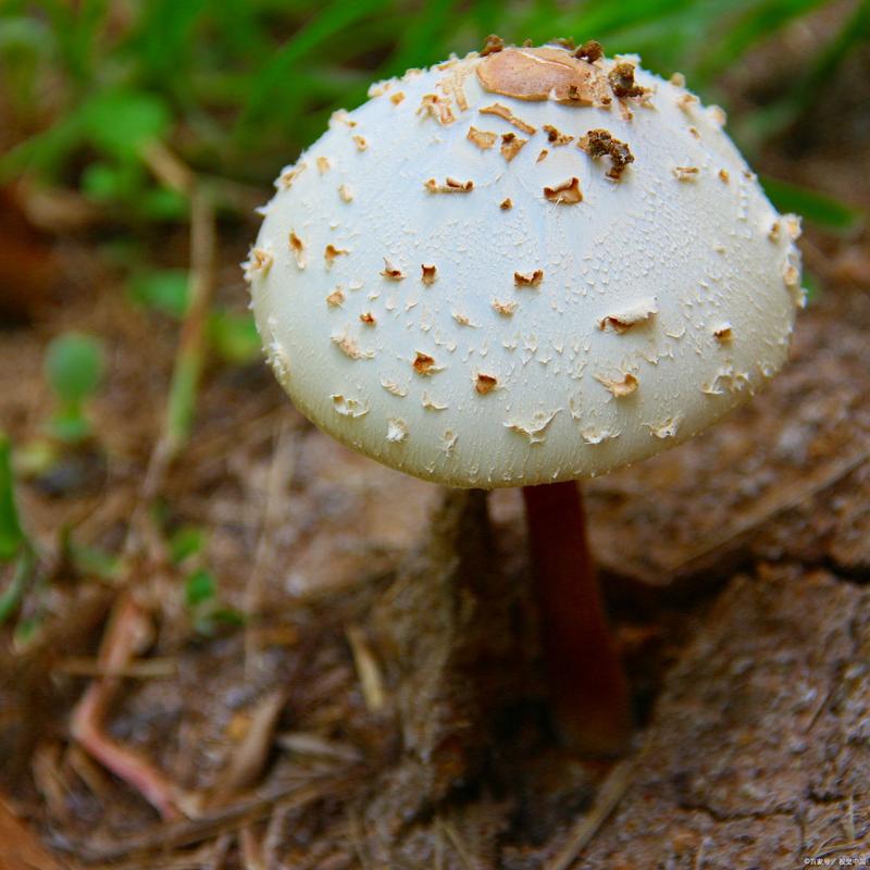 揭秘植物名称背后的秘密：从荸荠到藠头，你不知道的美食密码  第6张