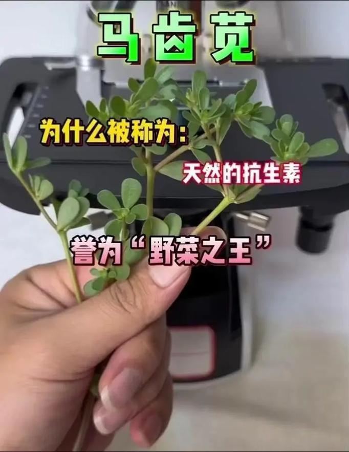 揭秘植物名称背后的秘密：从荸荠到藠头，你不知道的美食密码  第9张