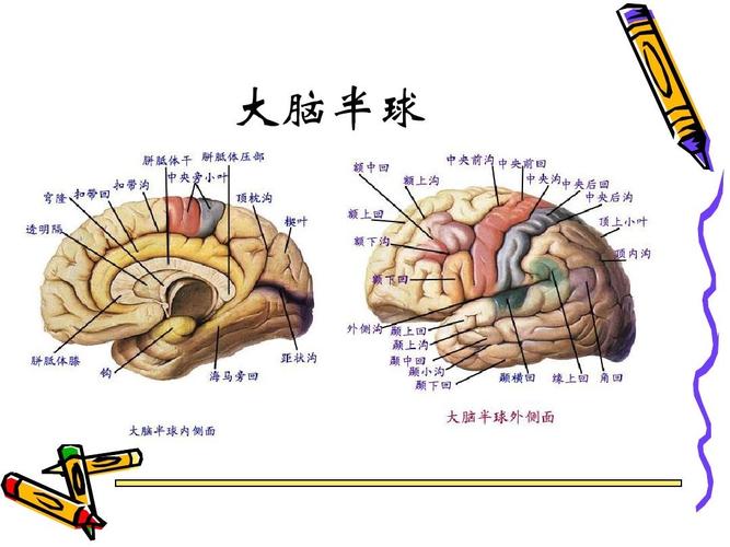 人脑决策速度竟比电脑慢1000亿倍，为何我们难以一心多用？  第5张