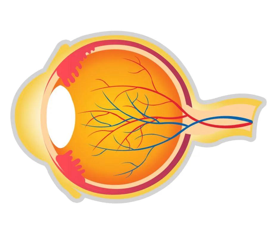 科技助力青少年视力康复：安卓系统的视力恢复功能全面解析