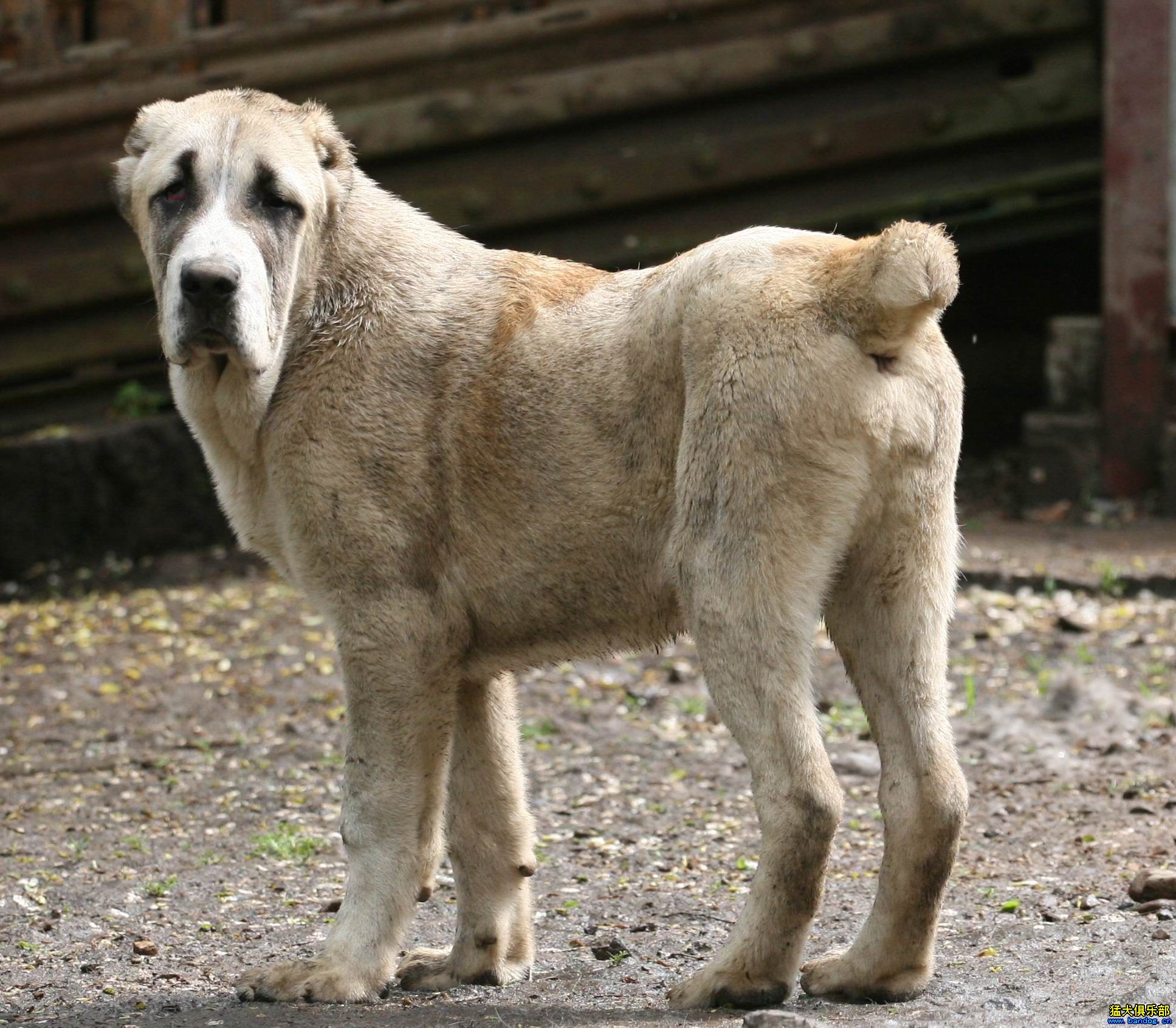 揭秘东德牧羊犬四大王牌种公：工作线种公的勇猛与聪颖  第3张