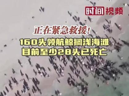 惊魂一刻！阿塞拜疆航空客机阿克套坠毁，25人奇迹生还，救援行动紧张进行中  第12张