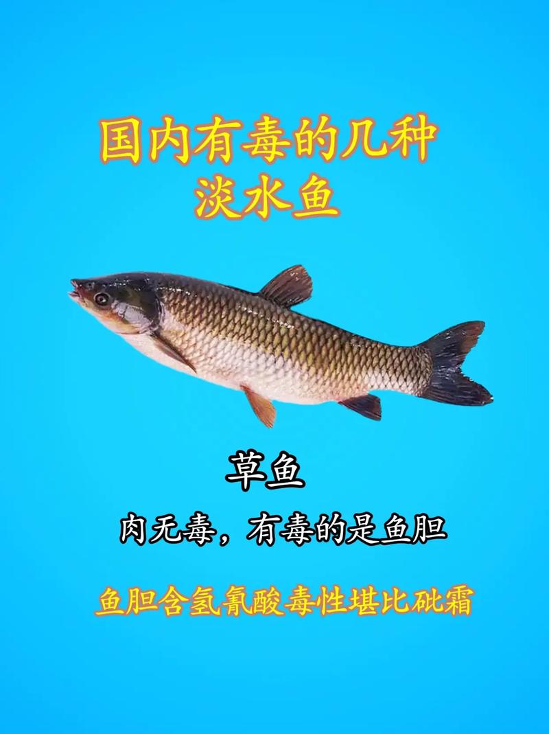 江西钓友意外捕获七公斤半‘水老虎’，揭秘淡水小霸王的惊人秘密  第10张