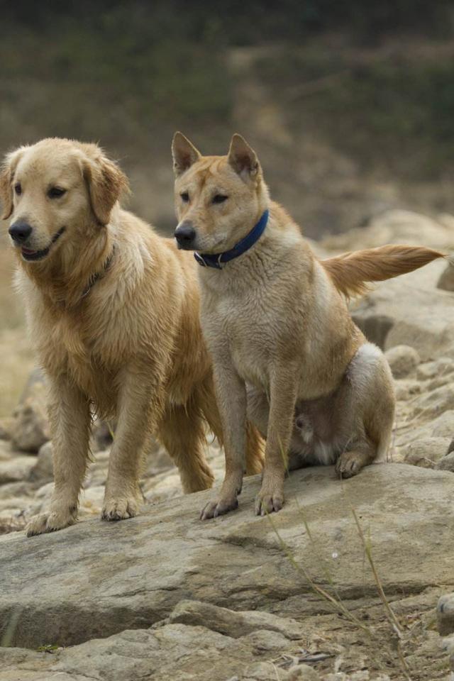 揭秘神秘昆明犬：珍稀宠物犬中的战斗机器  第2张