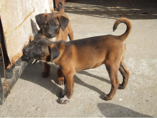 揭秘神秘昆明犬：珍稀宠物犬中的战斗机器  第5张